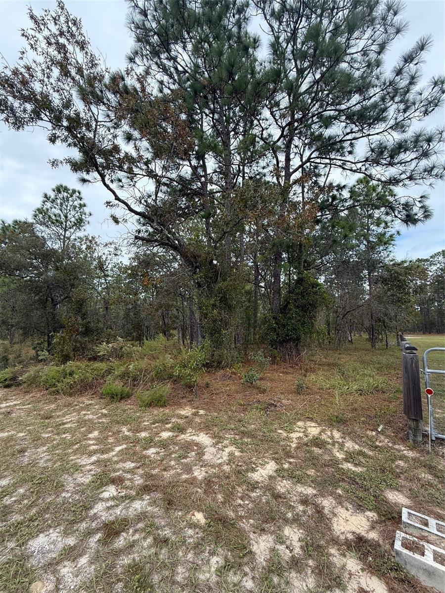 NW AMBERJACK AVE, DUNNELLON, FL — photo 4