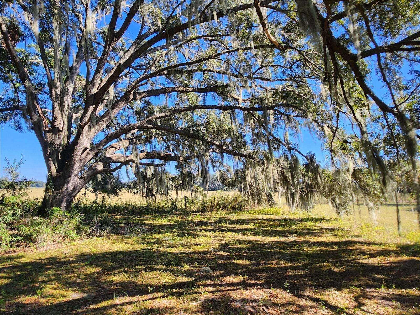 TBD SW 175 CT, DUNNELLON, FL — photo 23