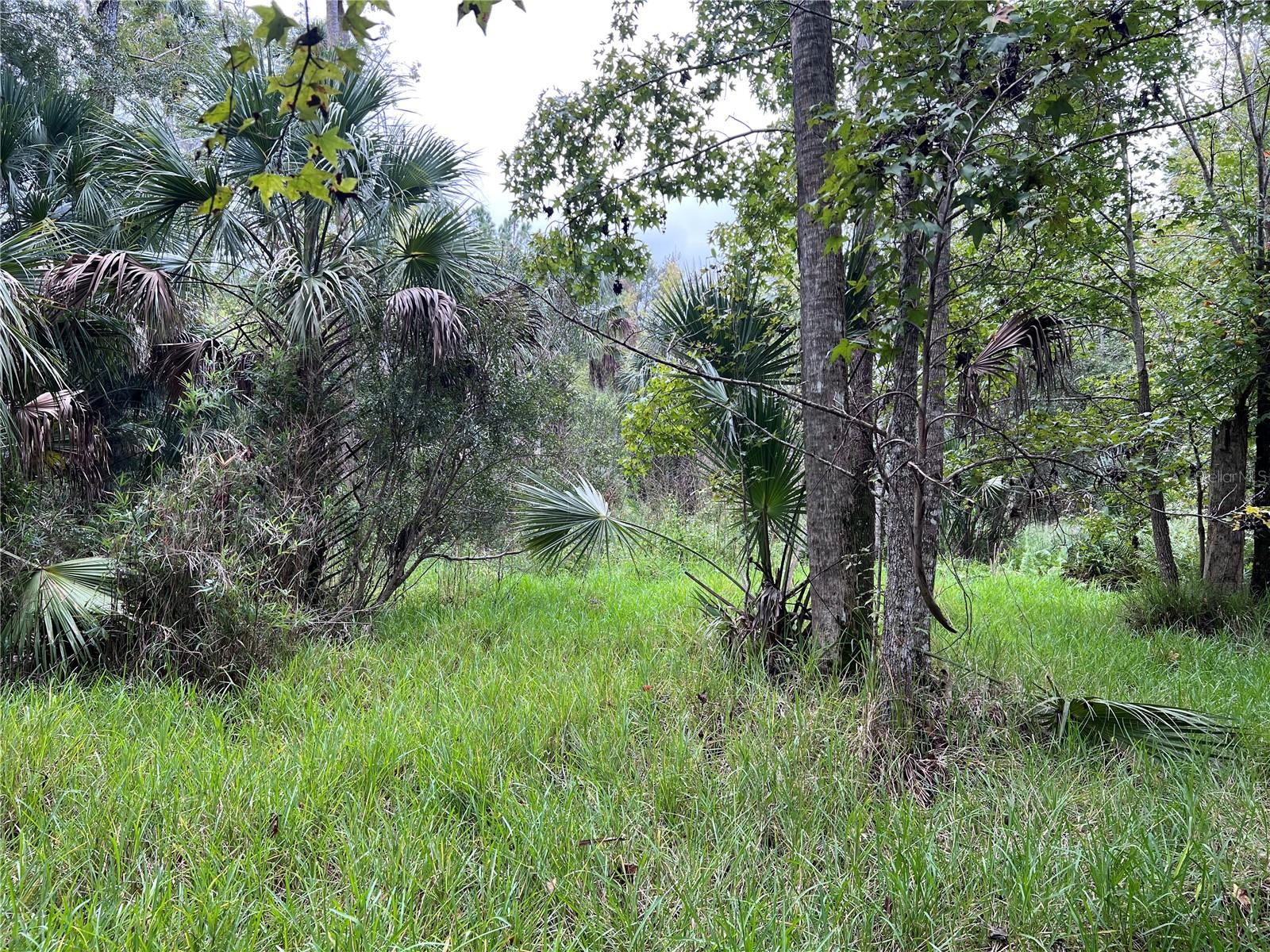 NFS 73 / ALCO RD, ASTOR, FL — photo 98