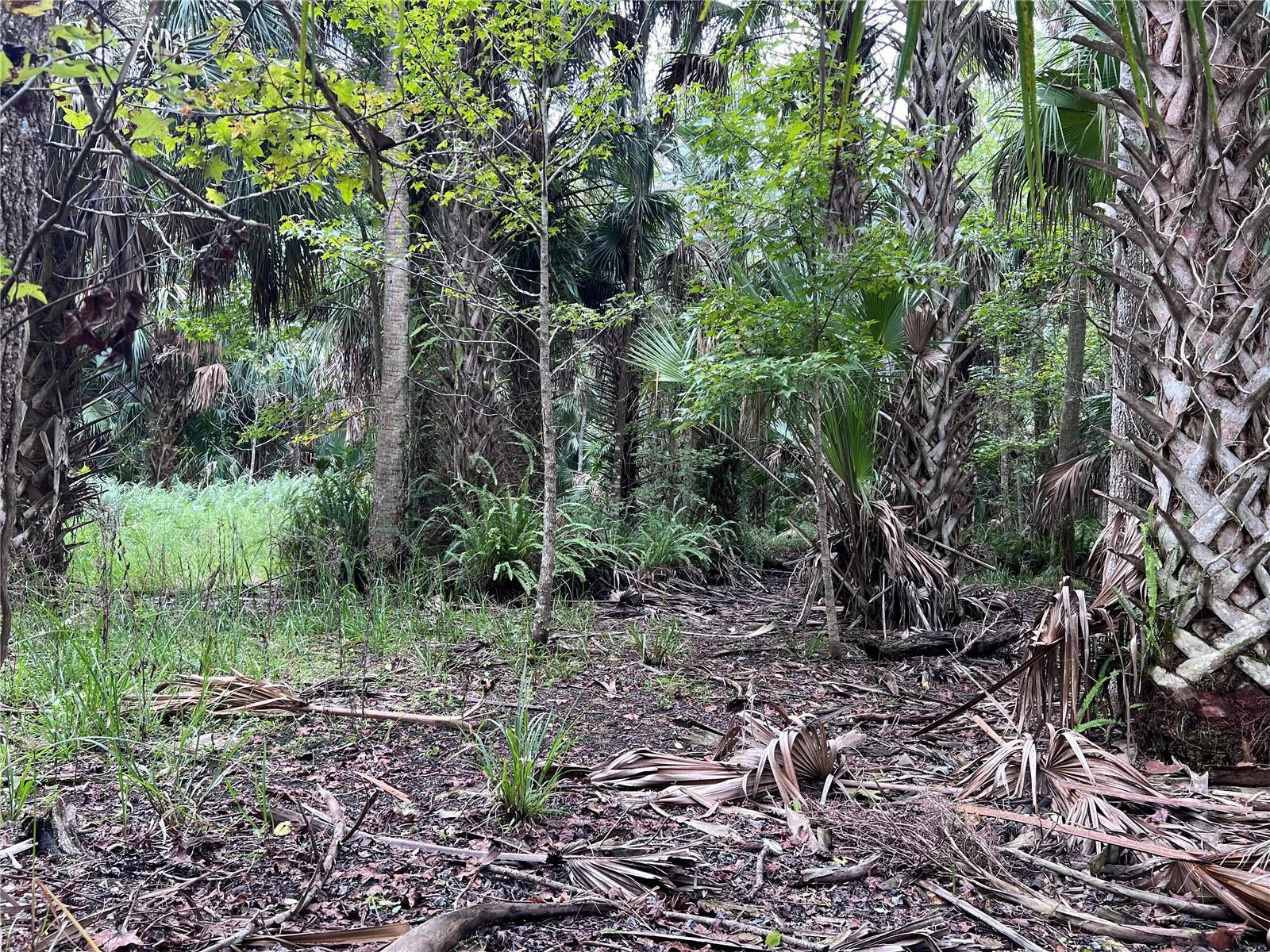 NFS 73 / ALCO RD, ASTOR, FL — photo 99