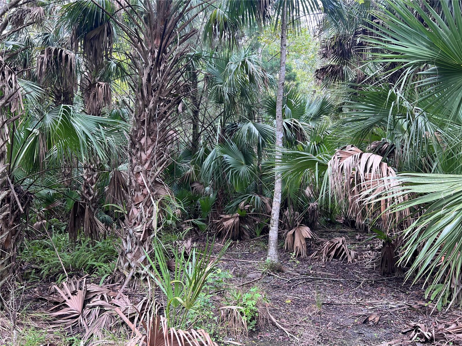 NFS 73 / ALCO RD, ASTOR, FL — photo 102