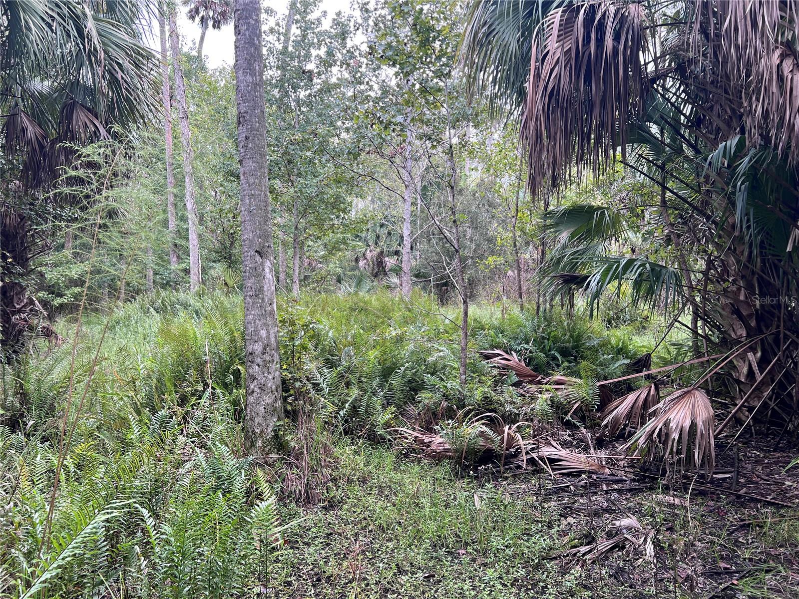 NFS 73 / ALCO RD, ASTOR, FL — photo 103