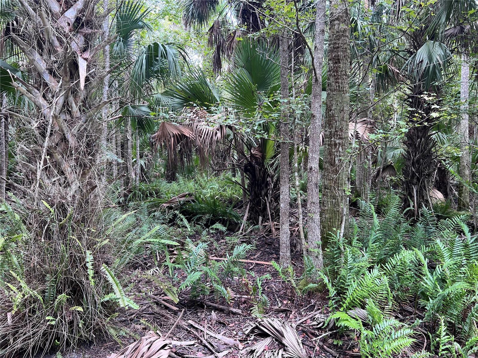 NFS 73 / ALCO RD, ASTOR, FL — photo 105