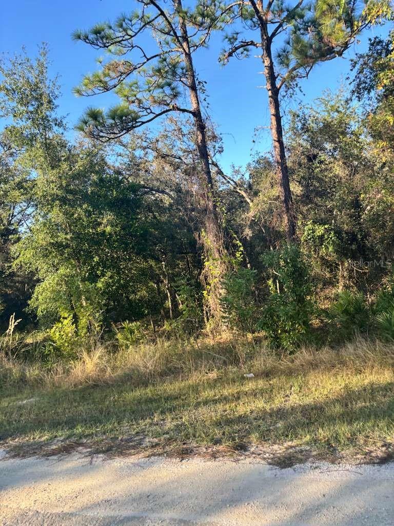 33193 EASTER DR, WEBSTER, FL — photo 4