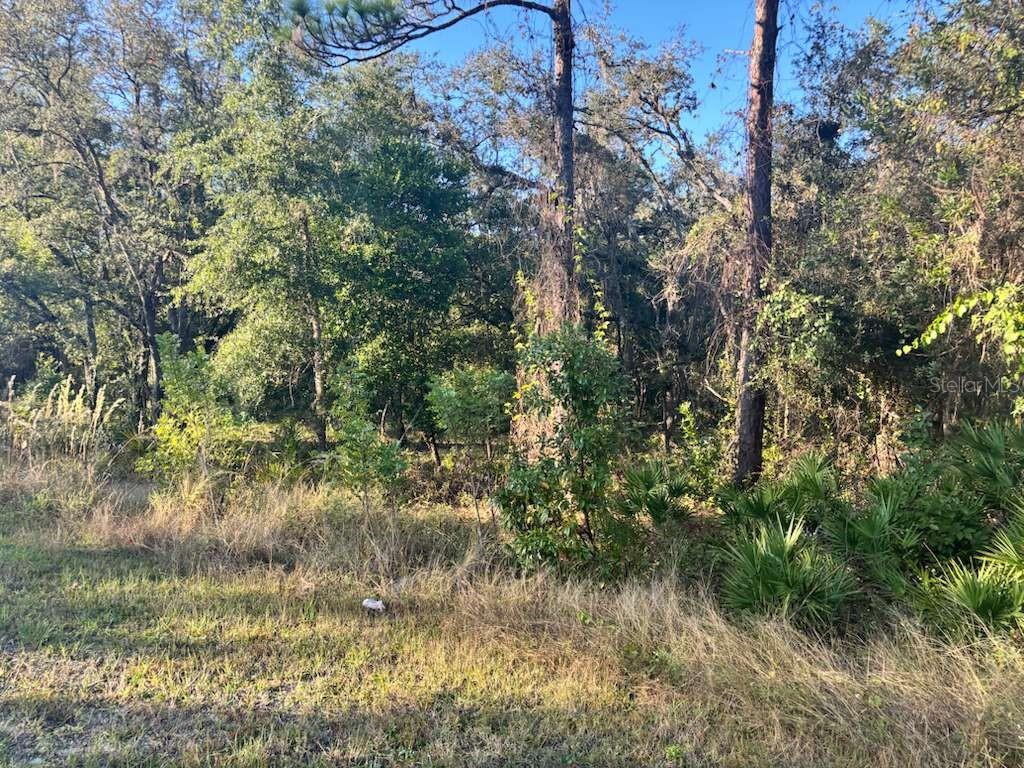 33193 EASTER DR, WEBSTER, FL — photo 5