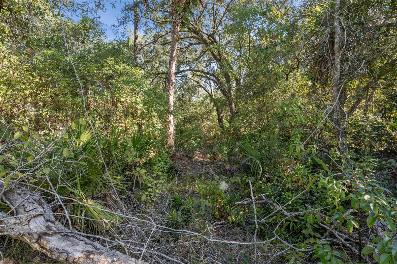 FAYE ST, APOPKA, FL — photo 20