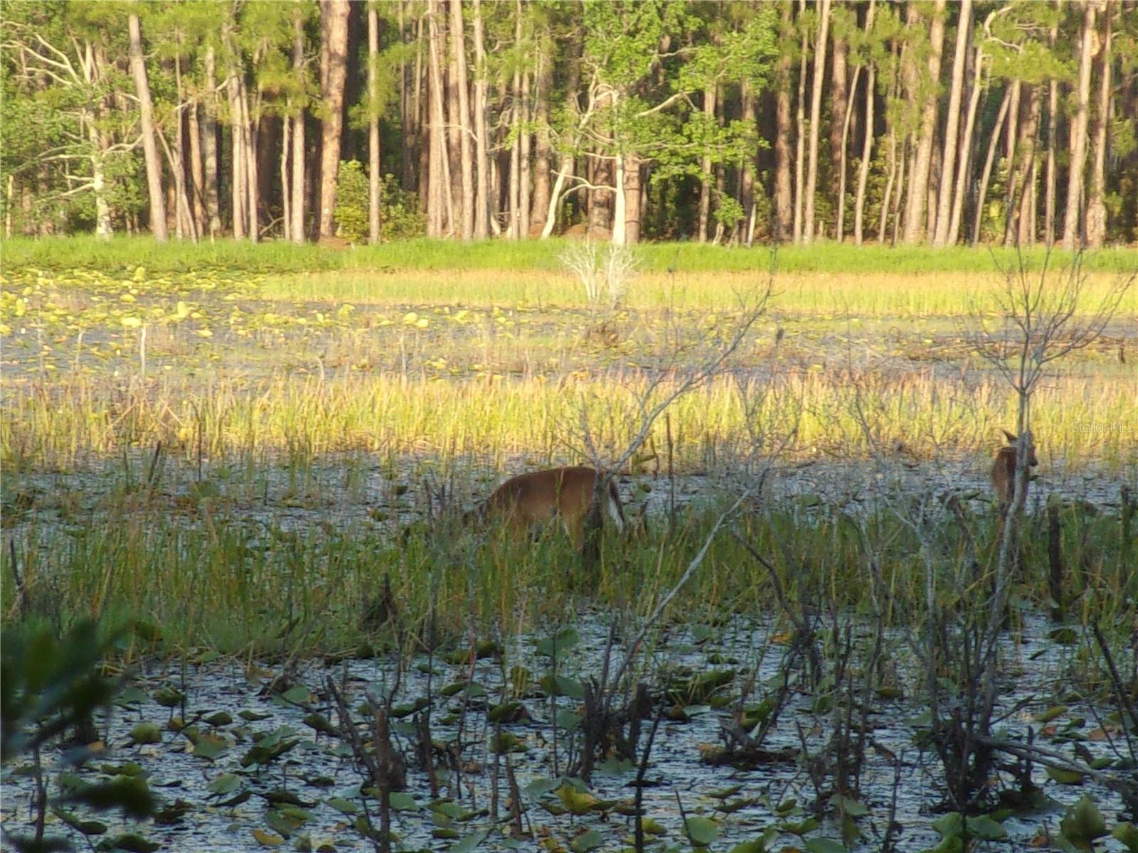 DEEP WOODS RD, PAISLEY, FL — photo 20