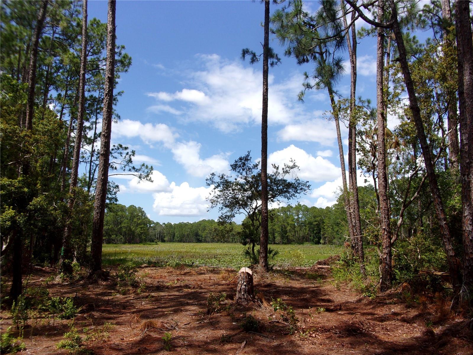 DEEP WOODS RD, PAISLEY, FL — photo 22