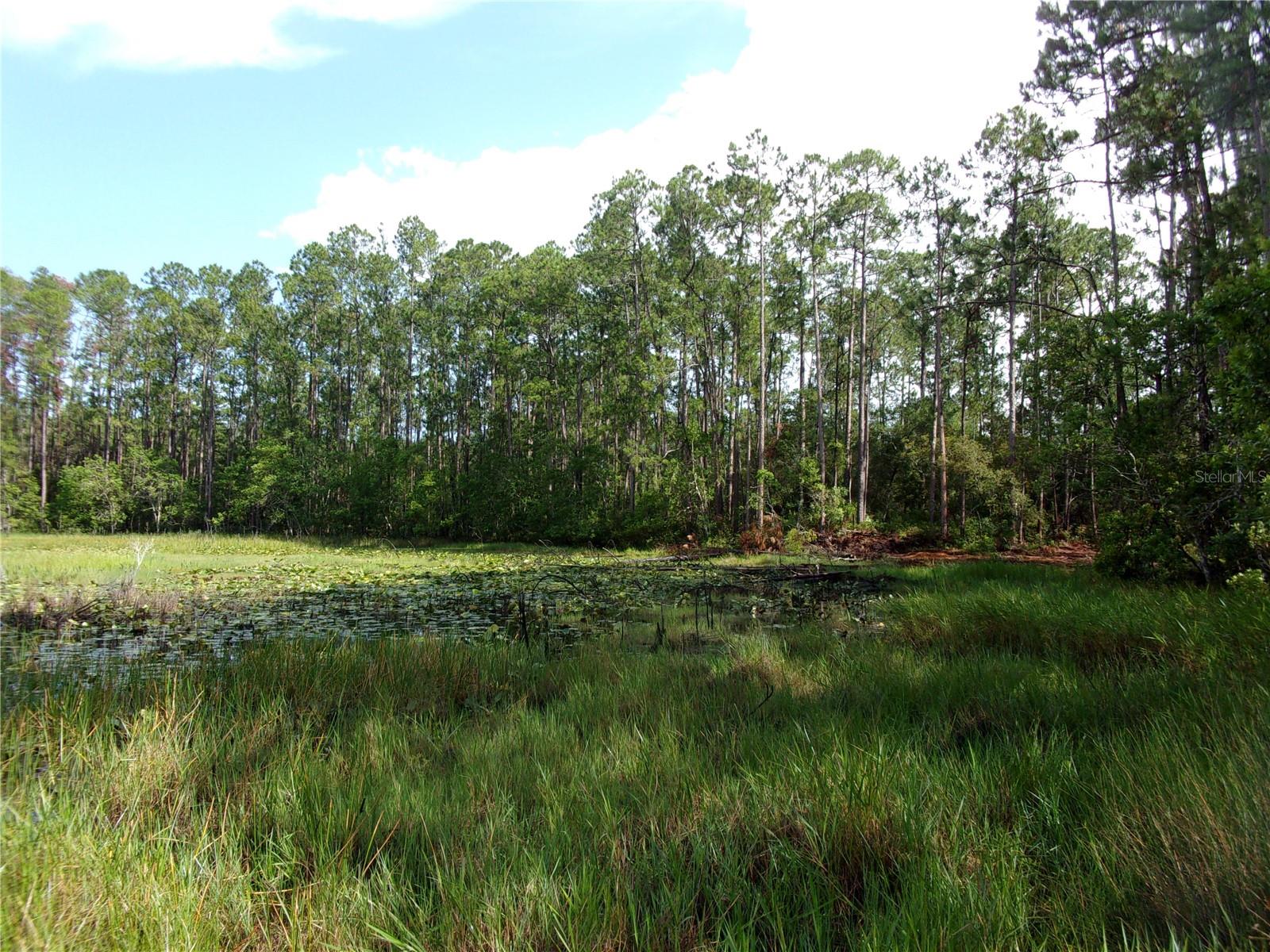 DEEP WOODS RD, PAISLEY, FL — photo 25