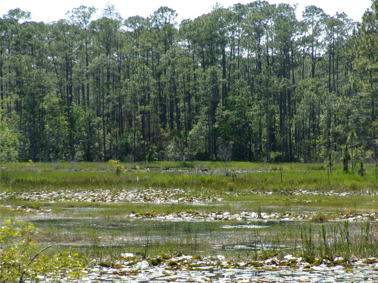 DEEP WOODS RD, PAISLEY, FL — photo 41