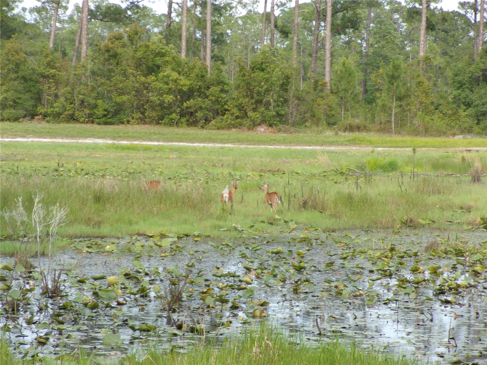 DEEP WOODS RD, PAISLEY, FL — photo 50
