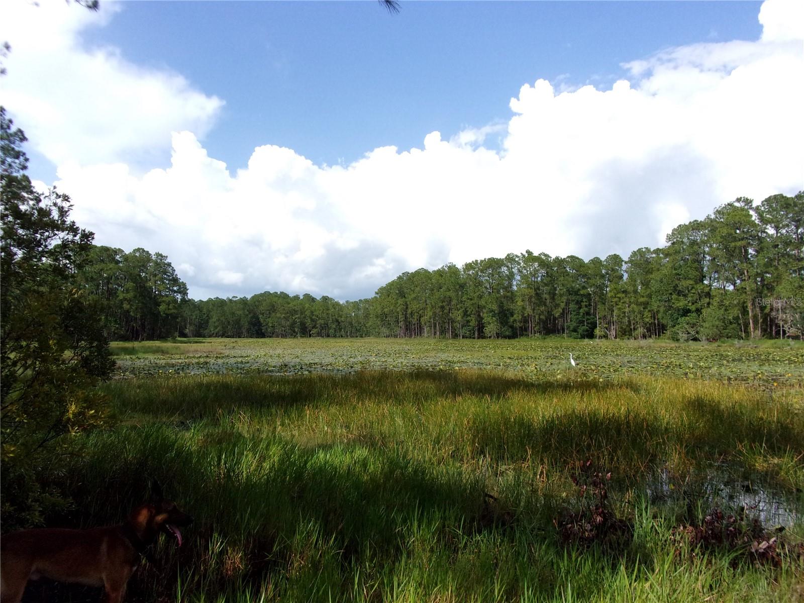DEEP WOODS RD, PAISLEY, FL — photo 70