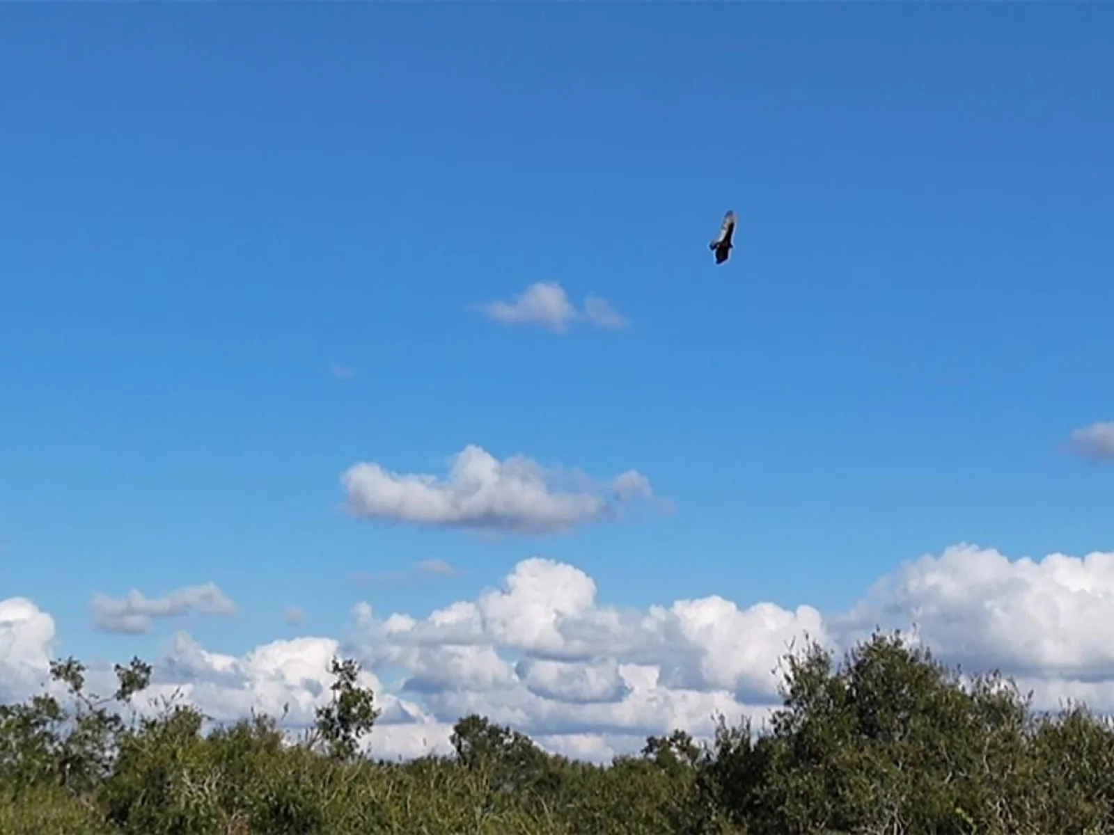 8735 CR 631A, BUSHNELL, FL — photo 28