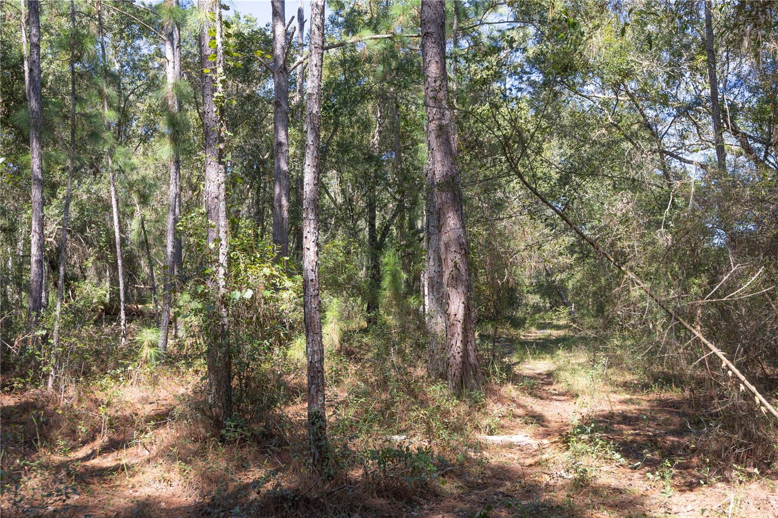 TBD CR 673, WEBSTER, FL — photo 12