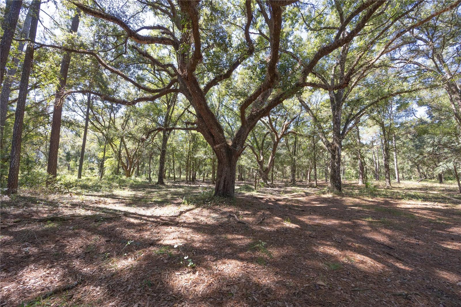 TBD CR 673, WEBSTER, FL — photo 27