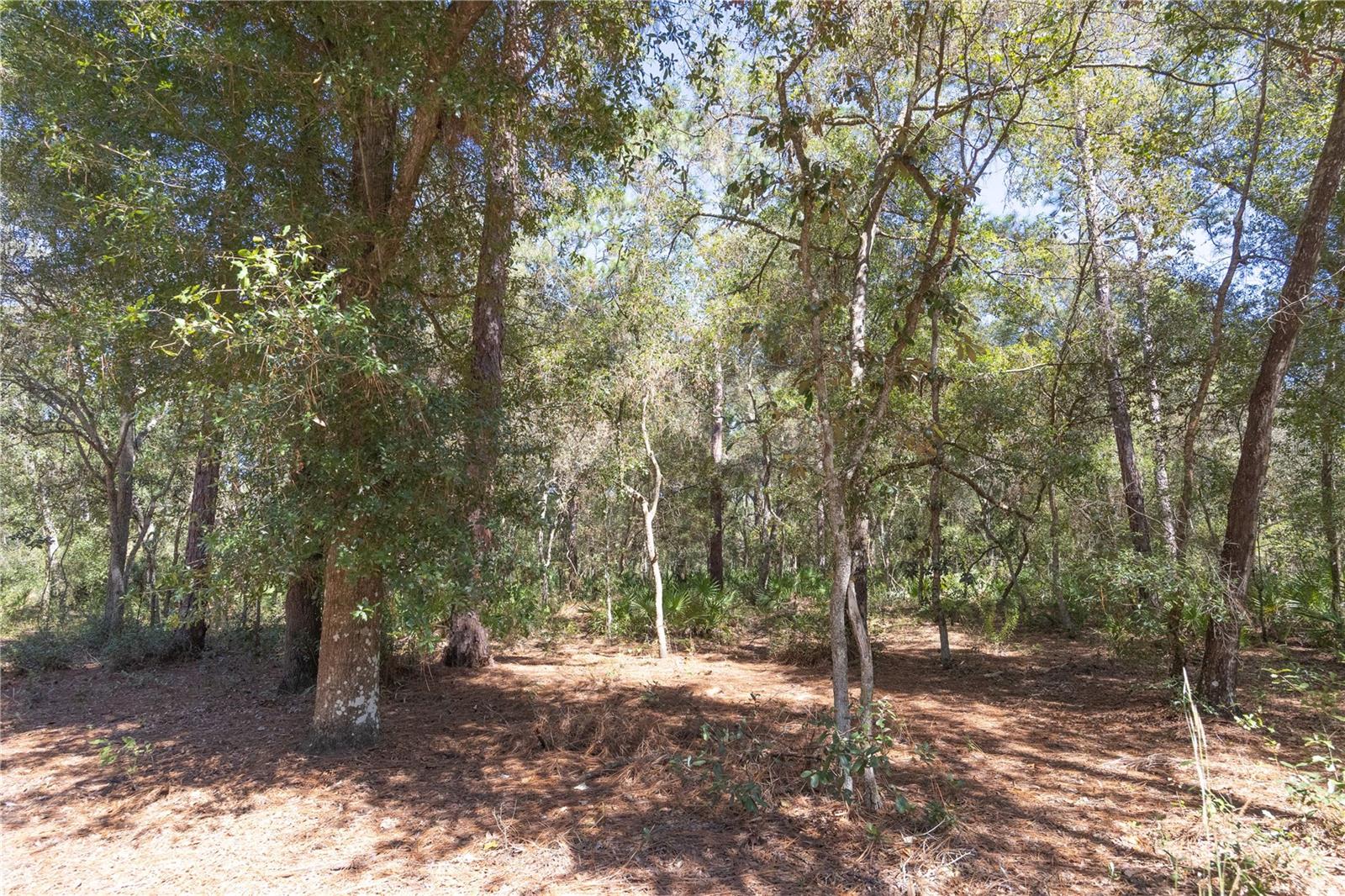 TBD CR 673, WEBSTER, FL — photo 29