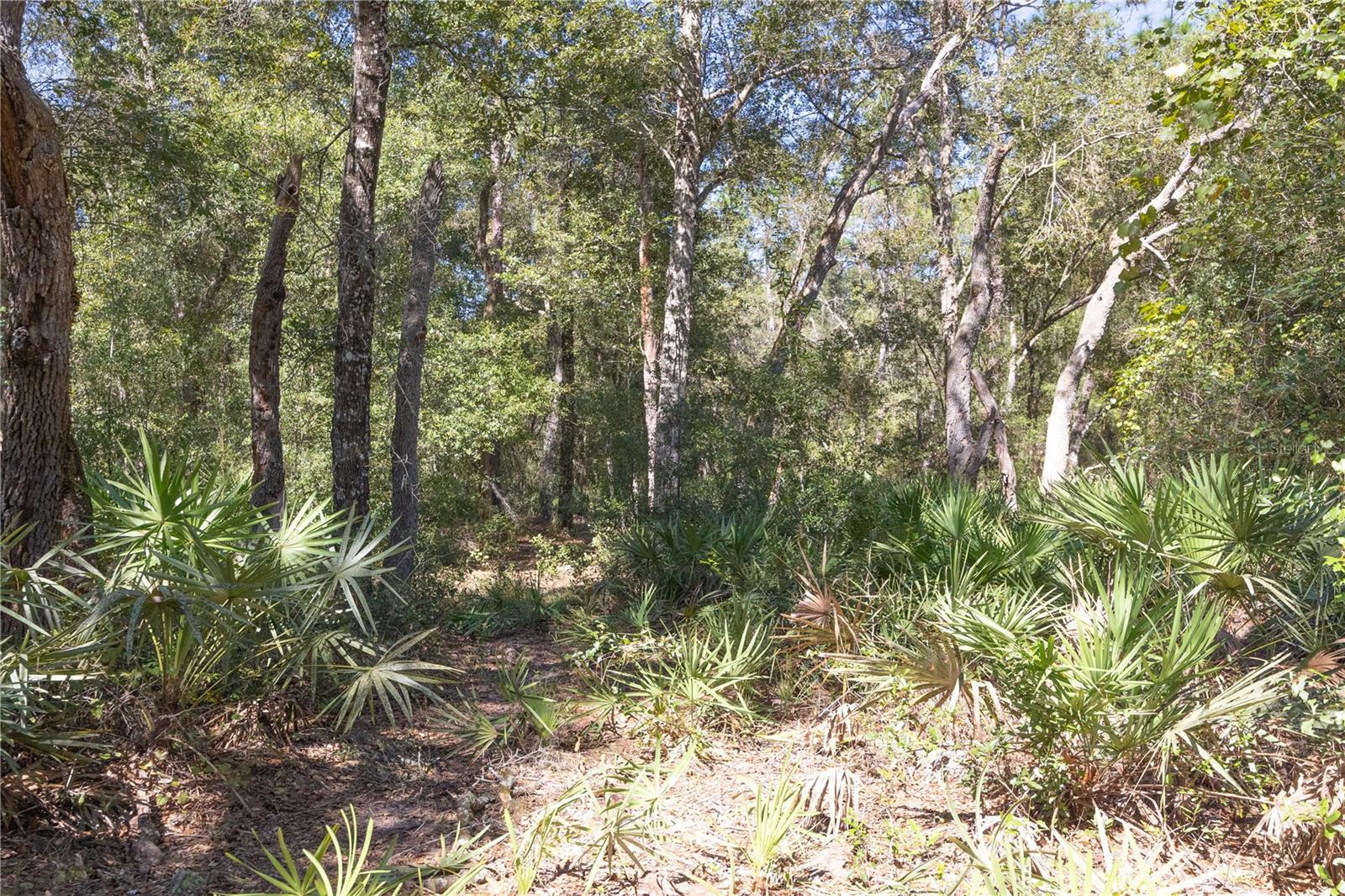 TBD CR 673, WEBSTER, FL — photo 52