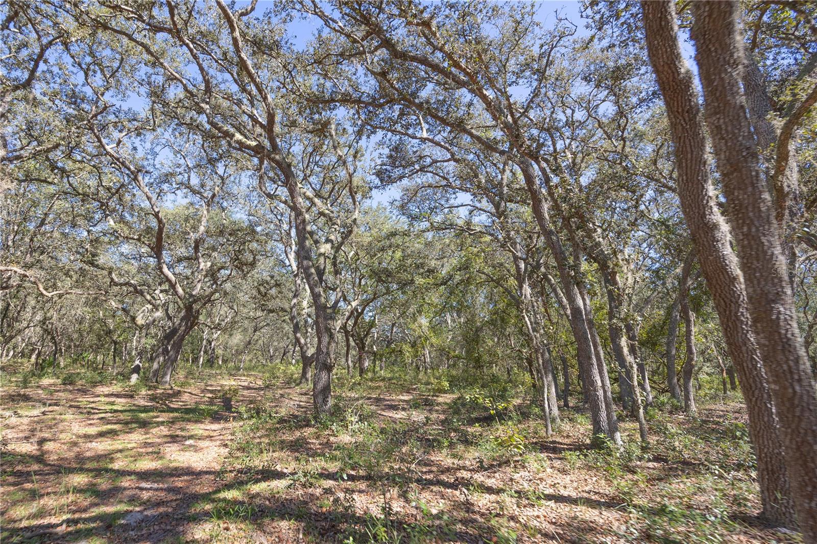 TBD CR 673, WEBSTER, FL — photo 53