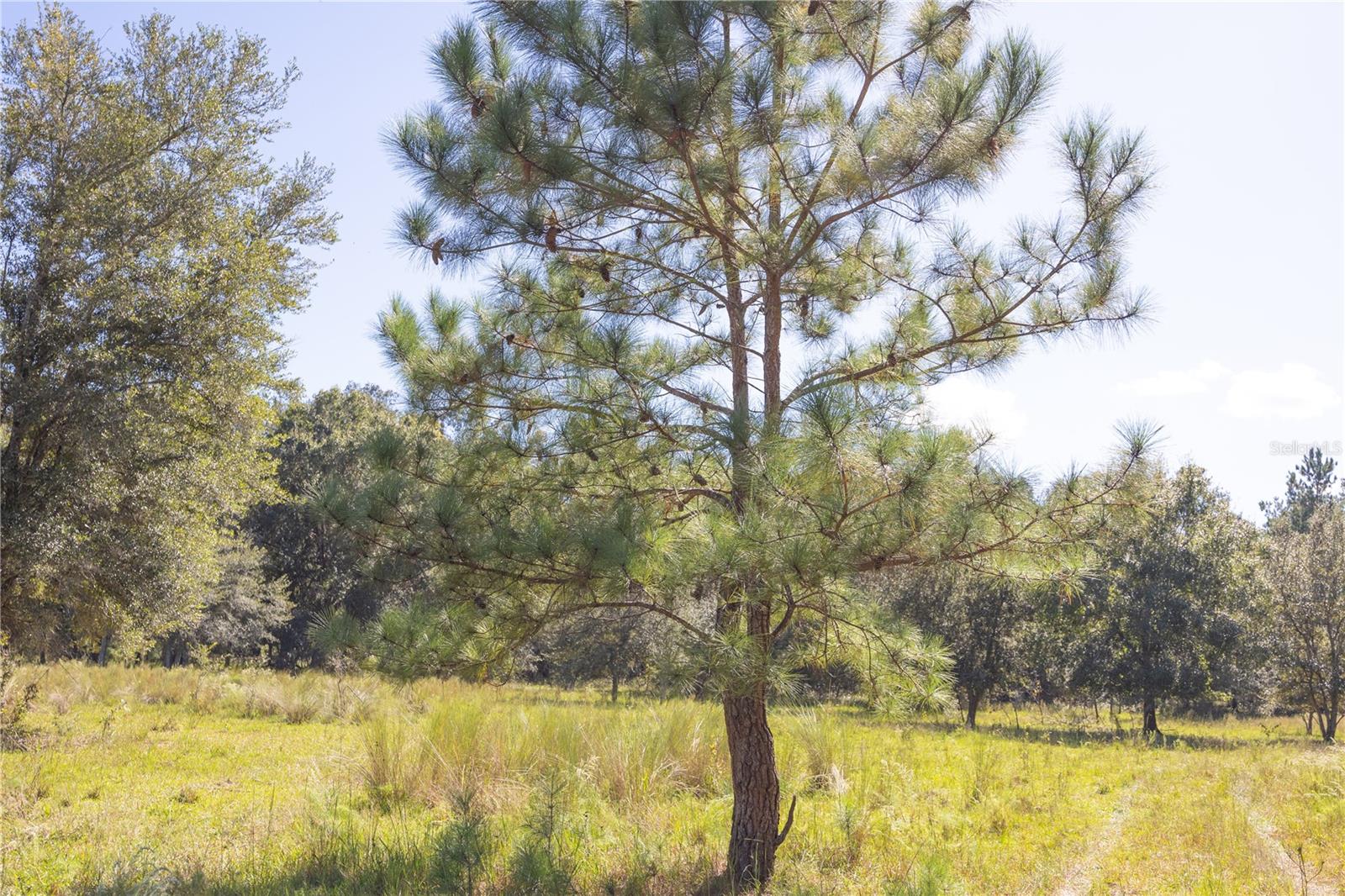 TBD CR 673, WEBSTER, FL — photo 58
