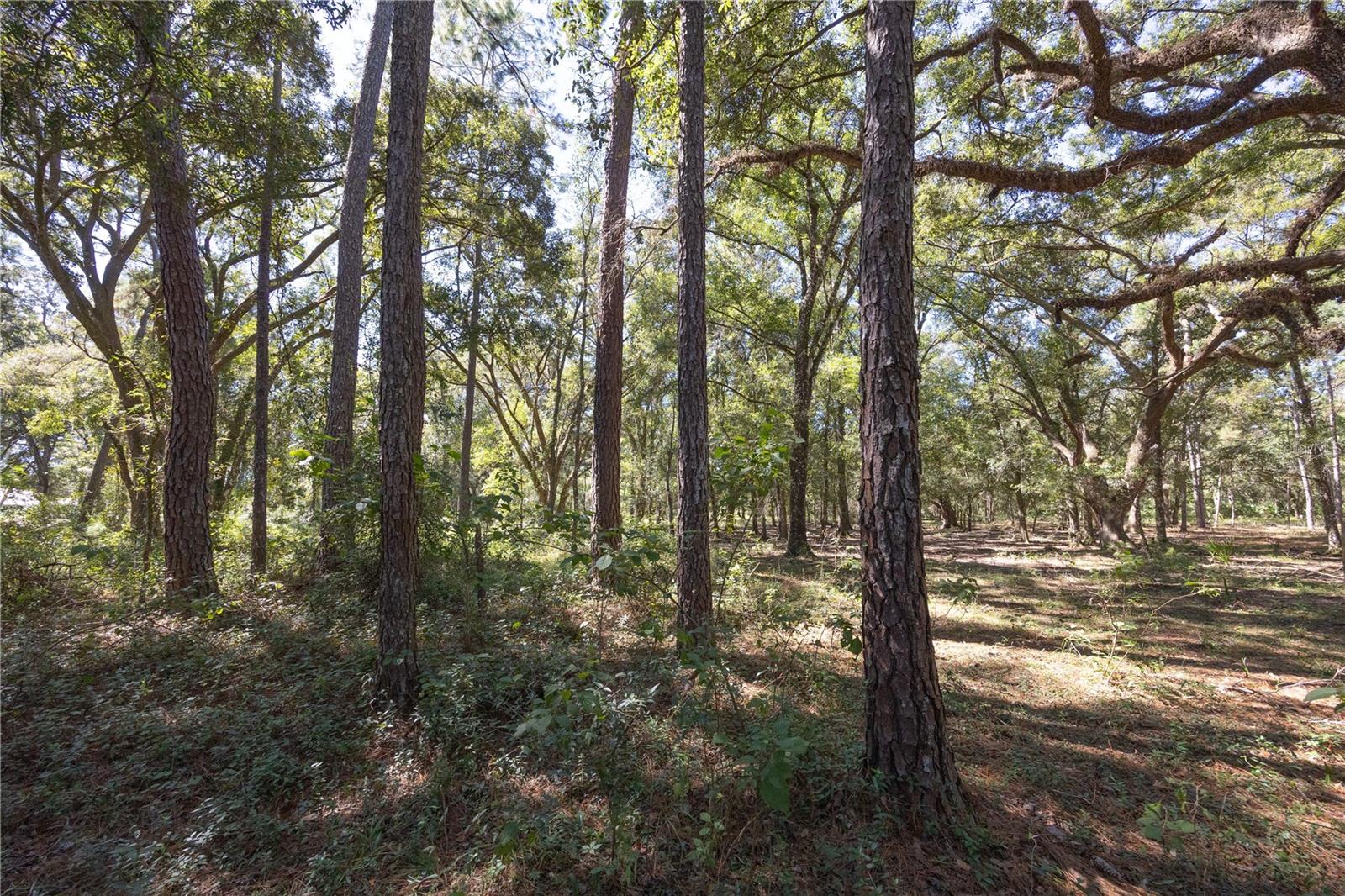 TBD CR 673, WEBSTER, FL — photo 65