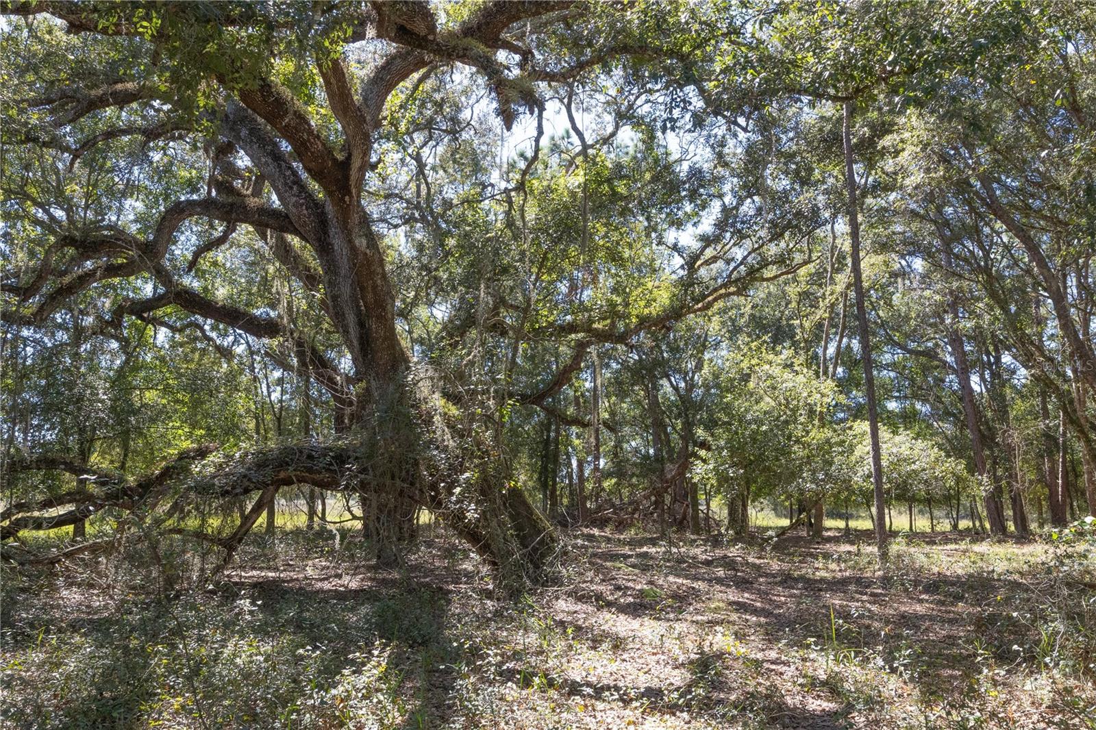 TBD CR 673, WEBSTER, FL — photo 66