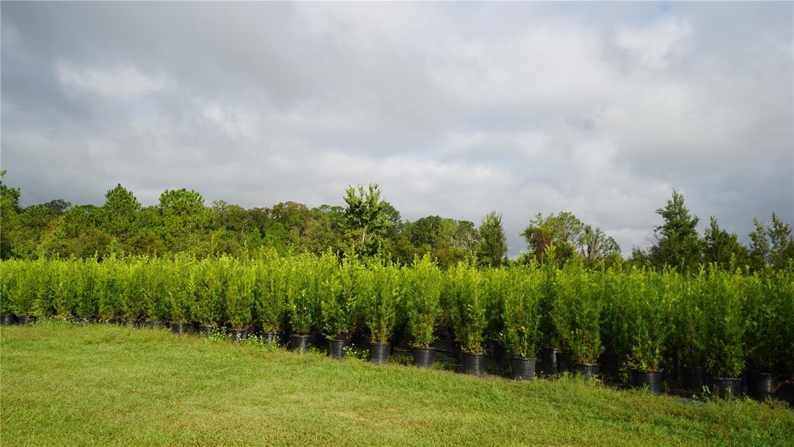 00 DOUGLAS RD, GROVELAND, FL — photo 4