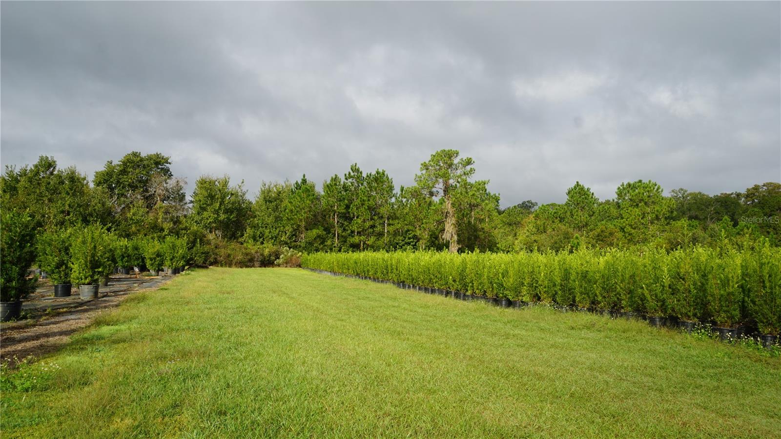 00 DOUGLAS RD, GROVELAND, FL — photo 5