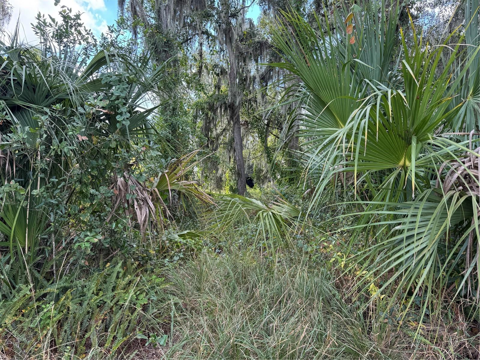 3721 PORTER RD, LITHIA, FL — photo 7