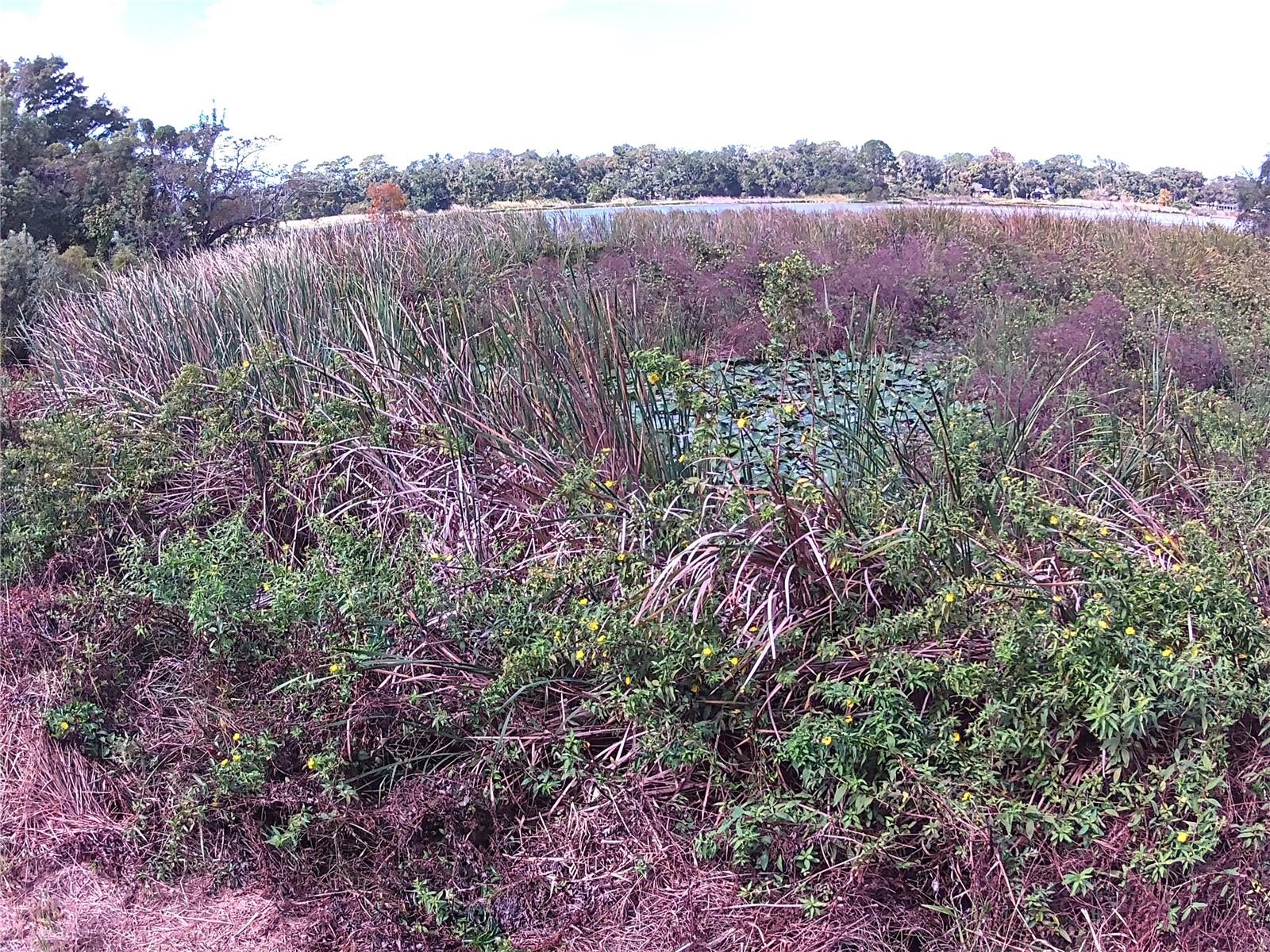 RIVERSIDE PARK RD, ORLANDO, FL — photo 11