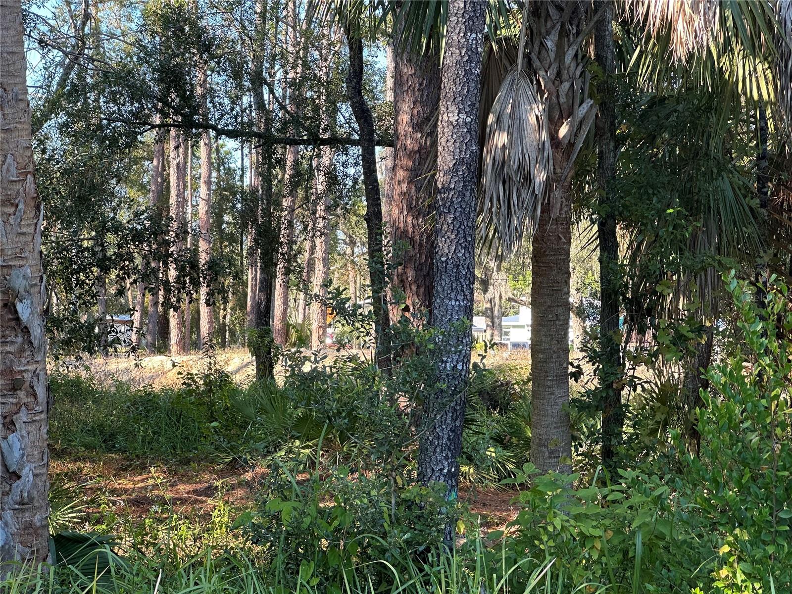 6347 W ARTER ST, CRYSTAL RIVER, FL — photo 5