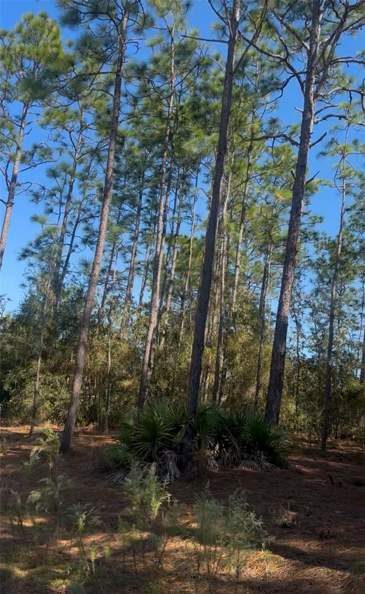 SW 128TH TERRACE RD, OCALA, FL