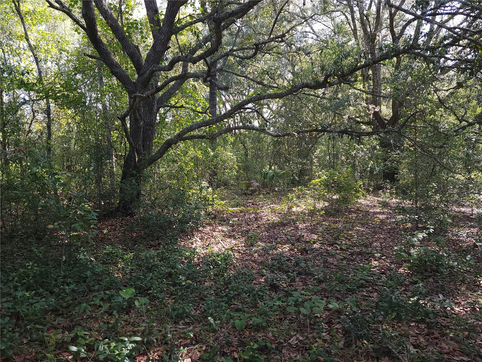 Lot 20 SE FISHER LANE PASS, OCKLAWAHA, FL — photo 12