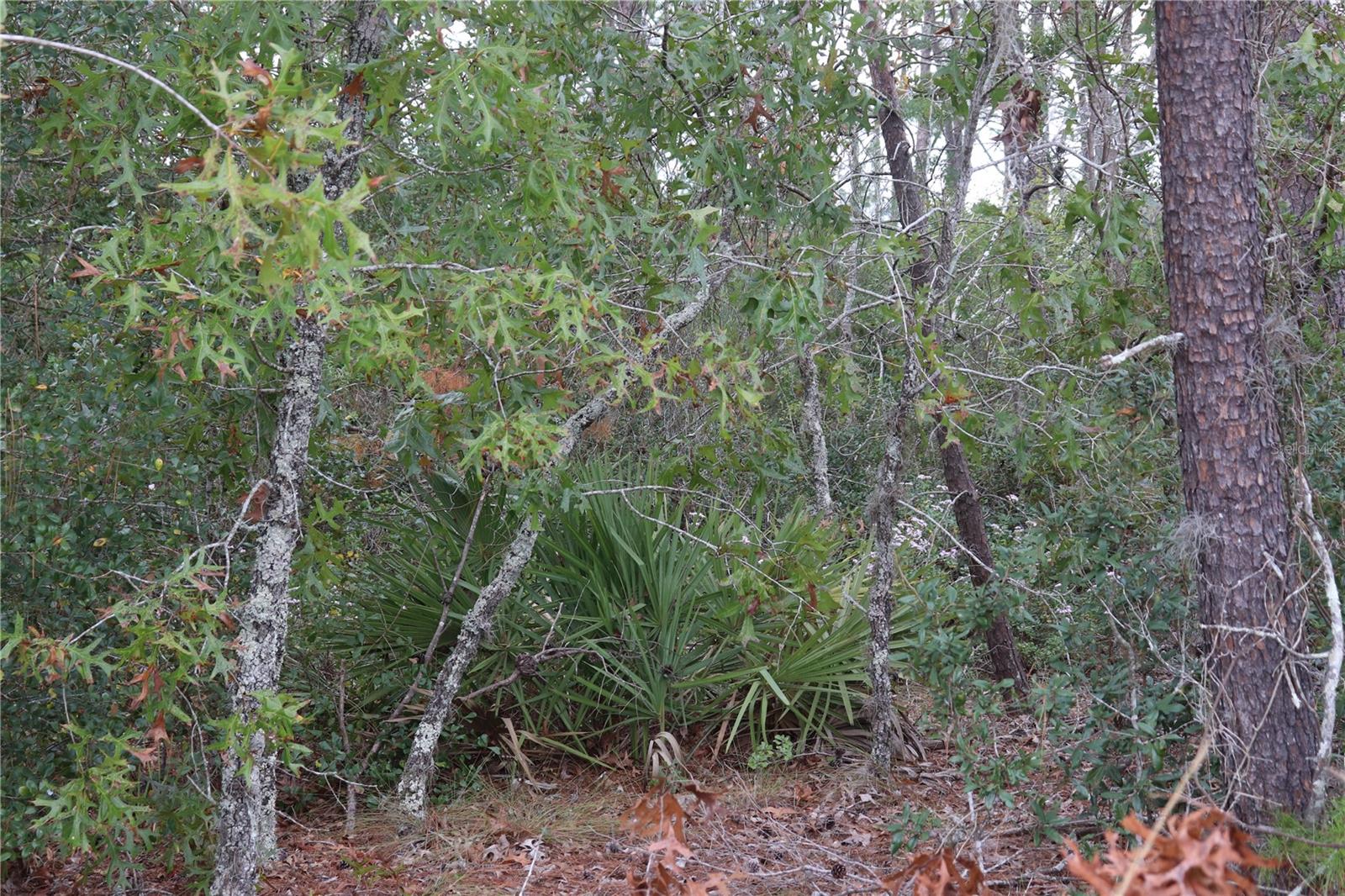 9478 N TIMBER CREEK TER, DUNNELLON, FL — photo 4