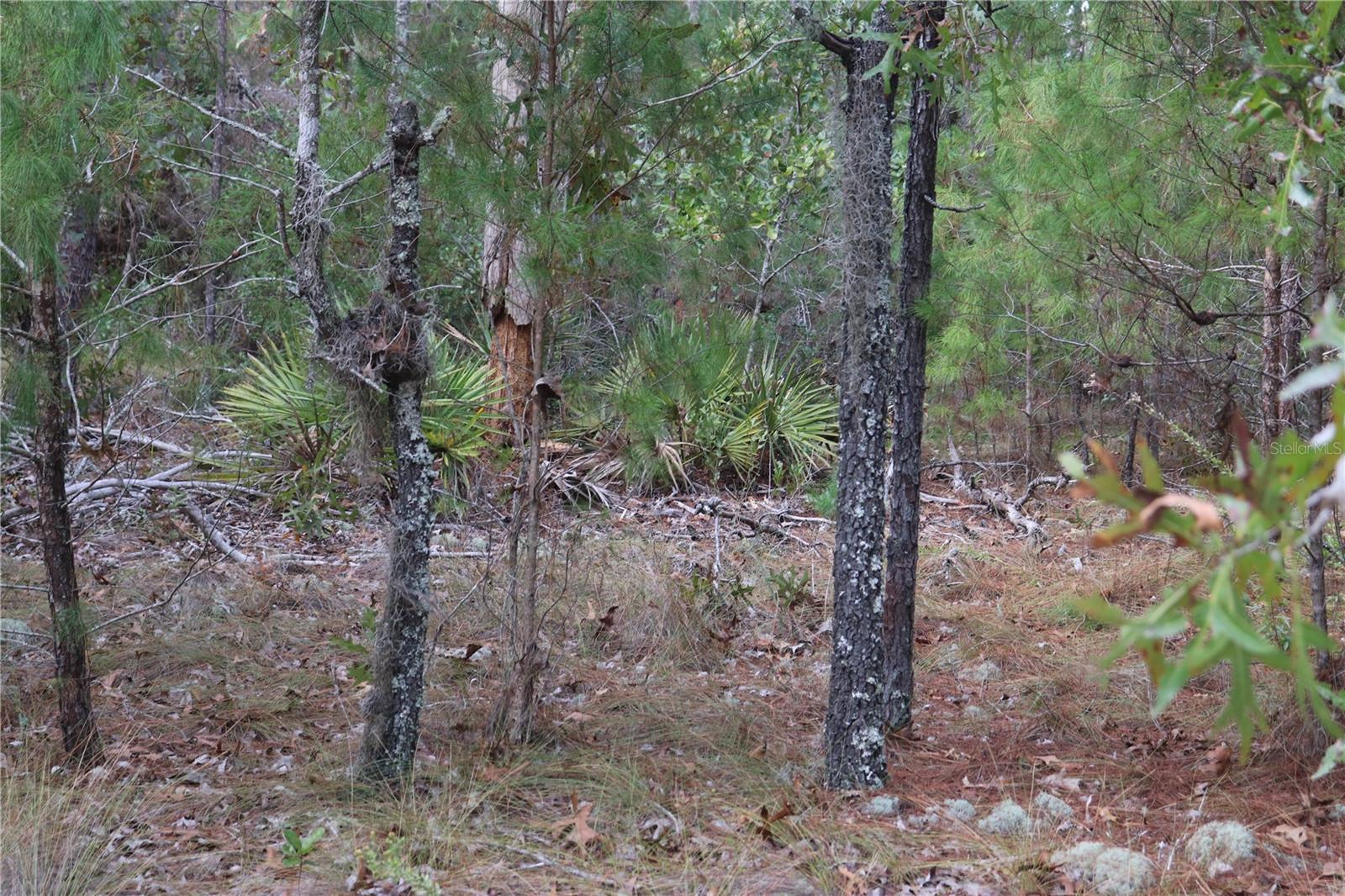 9478 N TIMBER CREEK TER, DUNNELLON, FL — photo 3