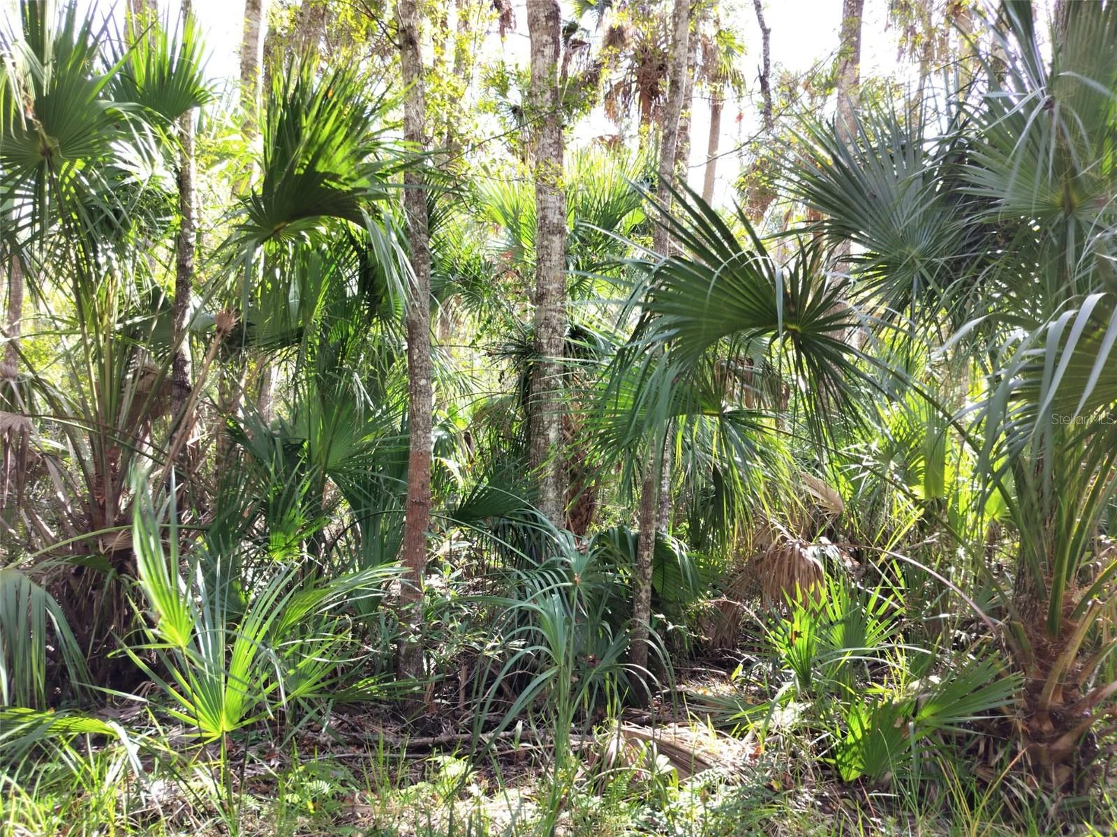 10008 W PENNSYLVANIA ST, HOMOSASSA, FL — photo 10