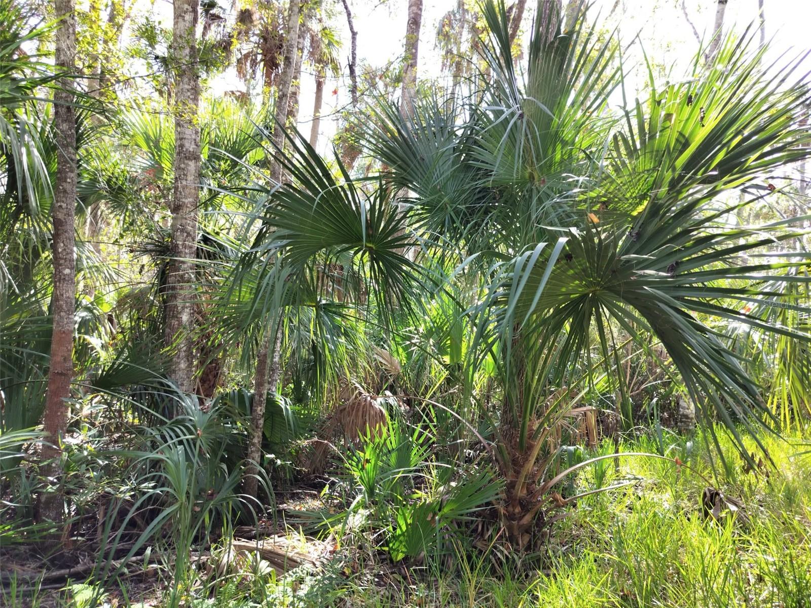 10008 W PENNSYLVANIA ST, HOMOSASSA, FL — photo 11
