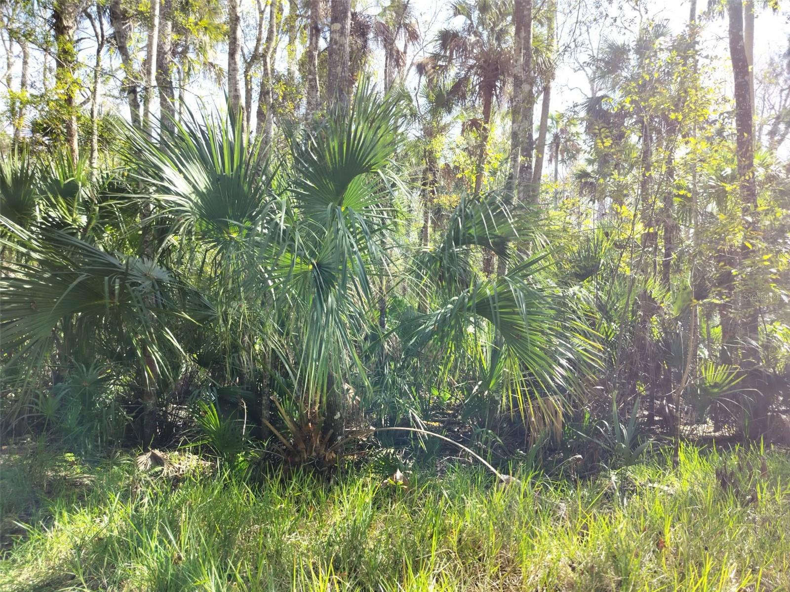 10008 W PENNSYLVANIA ST, HOMOSASSA, FL — photo 12