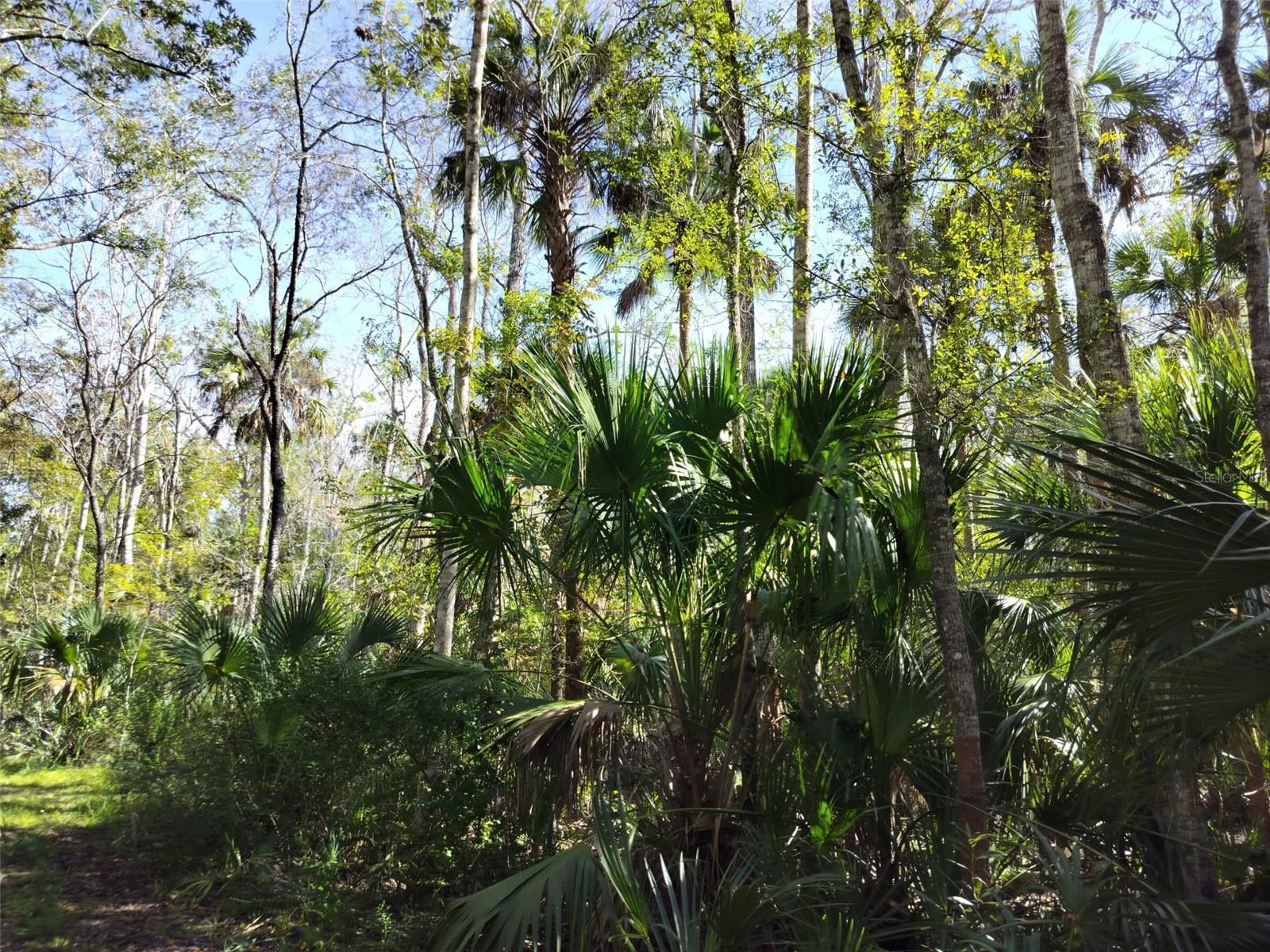 10008 W PENNSYLVANIA ST, HOMOSASSA, FL — photo 14