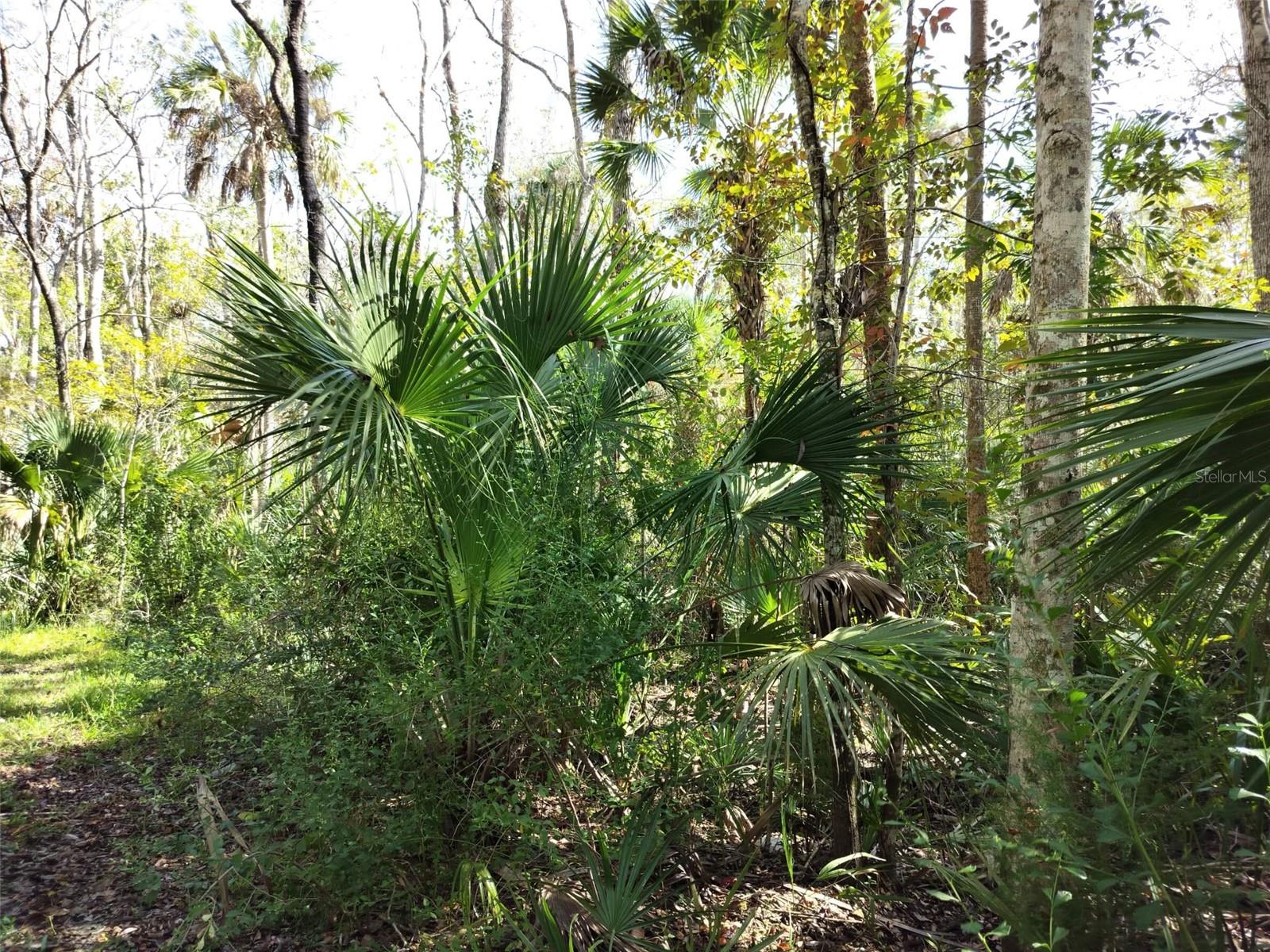 10008 W PENNSYLVANIA ST, HOMOSASSA, FL — photo 15