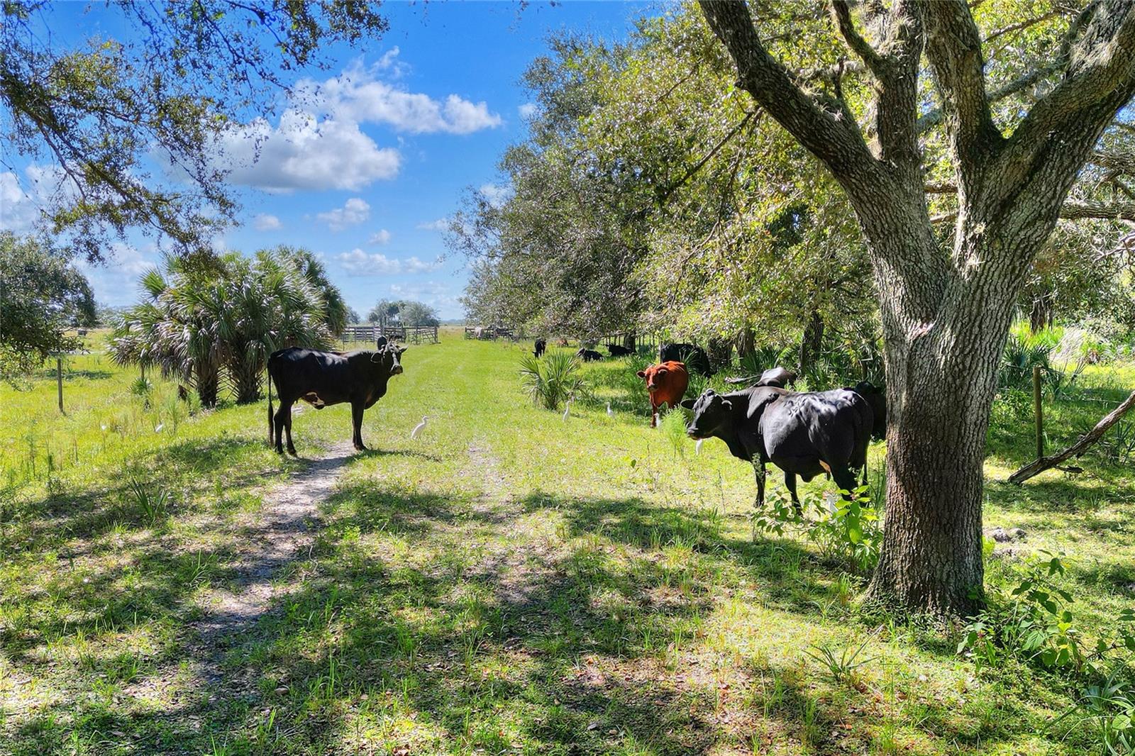 46891 FARABEE RD, PUNTA GORDA, FL