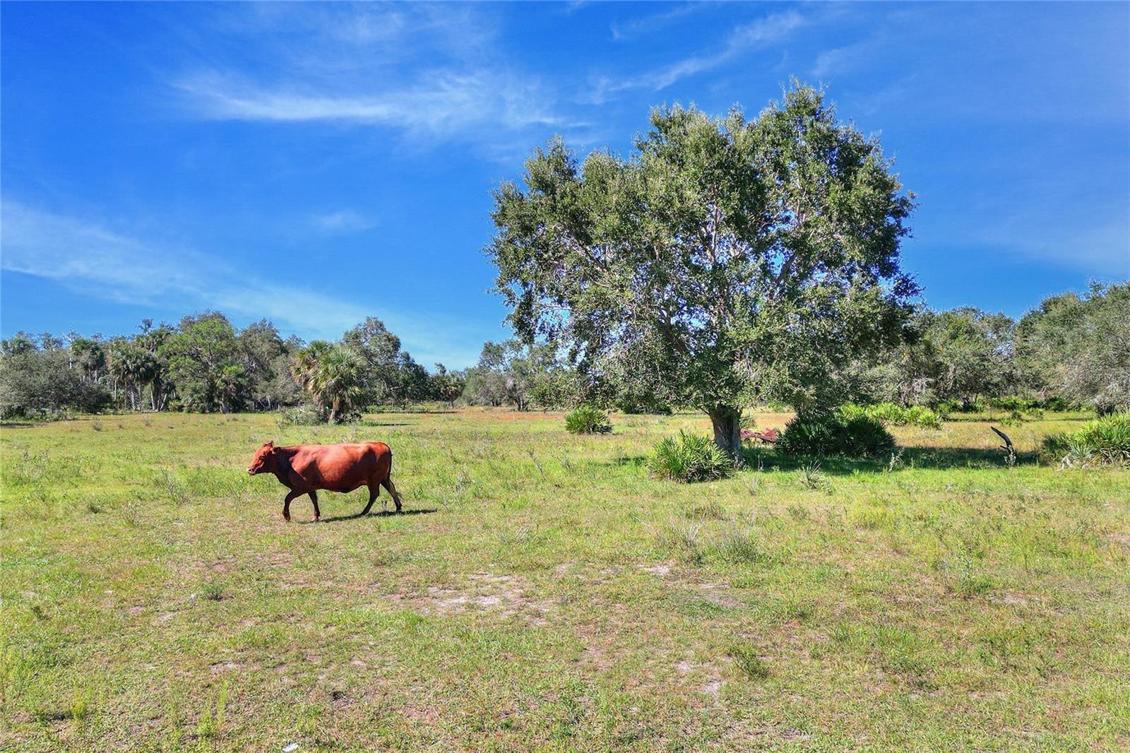 46891 FARABEE RD, PUNTA GORDA, FL — photo 16