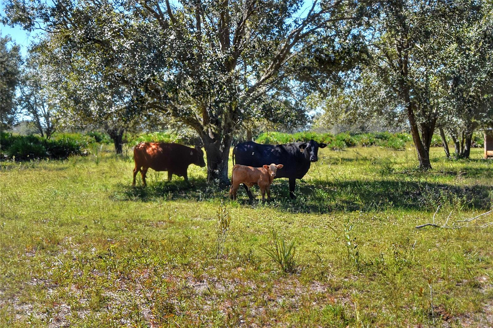 46891 FARABEE RD, PUNTA GORDA, FL — photo 17