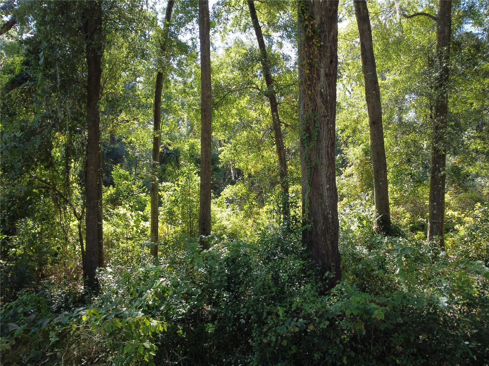TBD NW 187TH AVE, HIGH SPRINGS, FL — photo 2