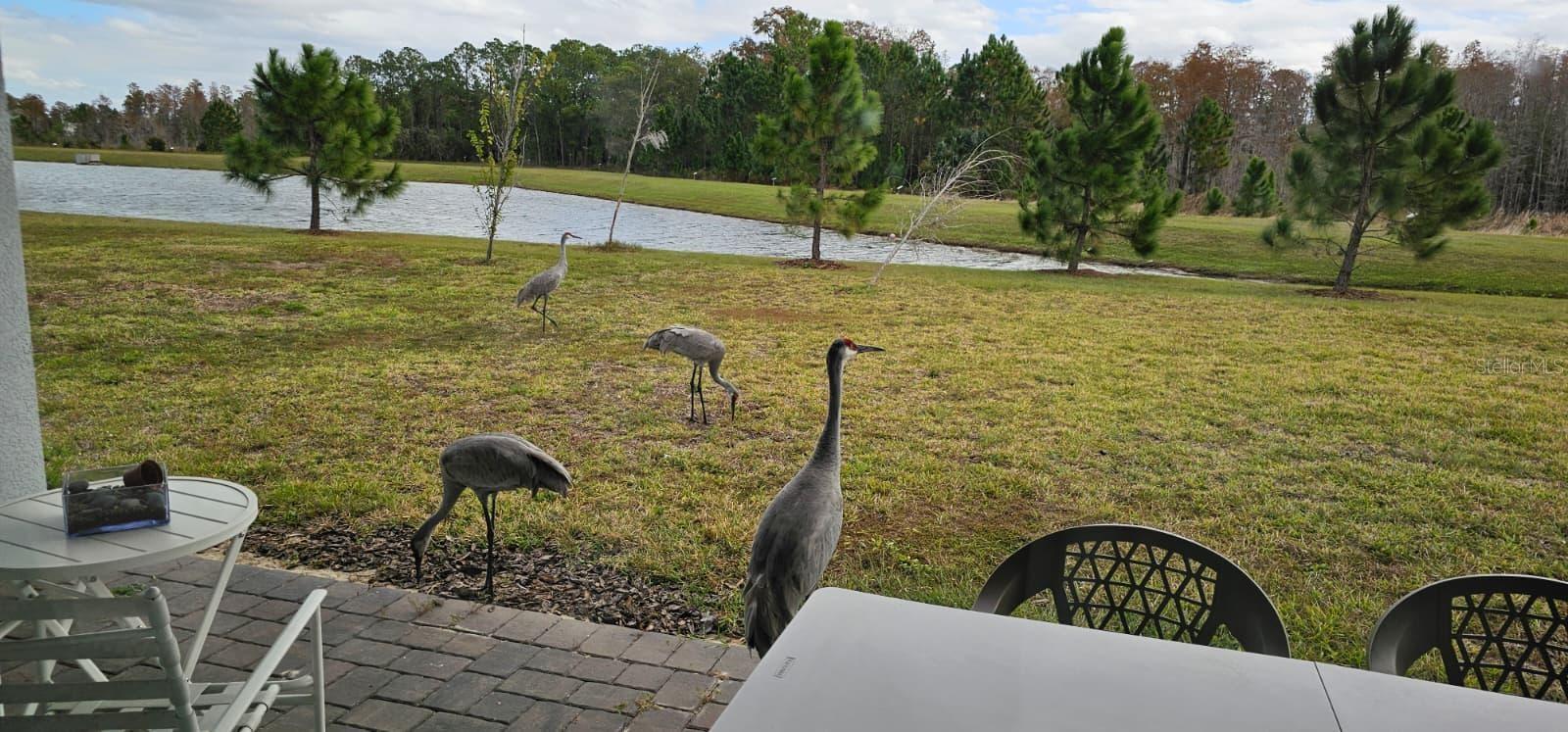 17571 SAW PALMETTO AVE, CLERMONT, FL — photo 15