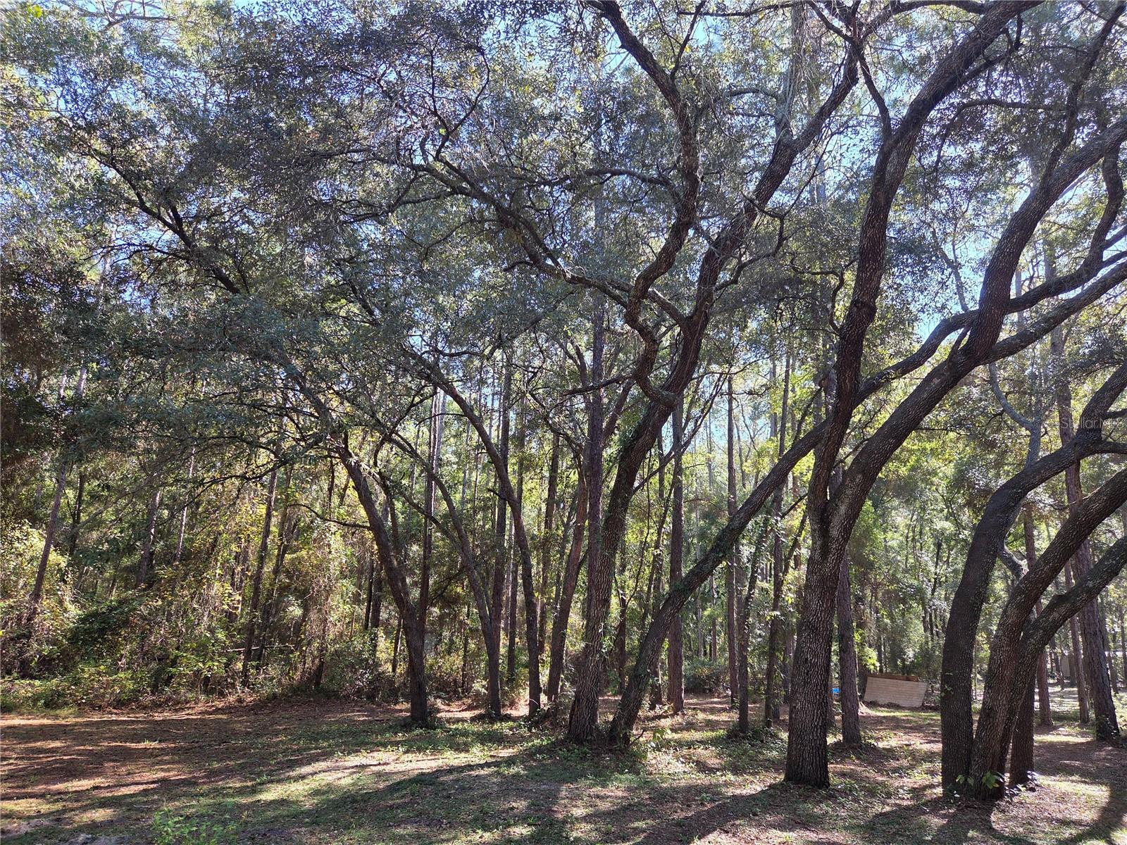 118 LEMON ST, MELROSE, FL — photo 16