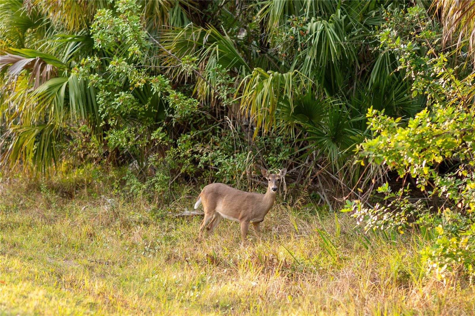 KAMSLER AVE, NORTH PORT, FL — photo 38