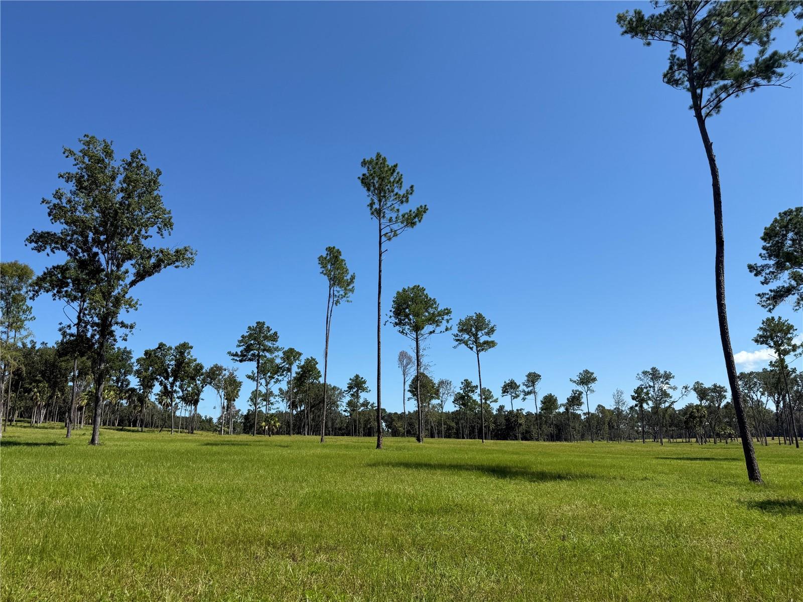 DR #8 (10ac) NW 193RD ST, MICANOPY, FL — photo 5