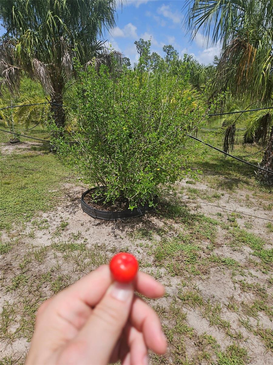 21910 TAYLOR DR, BRADENTON, FL — photo 8