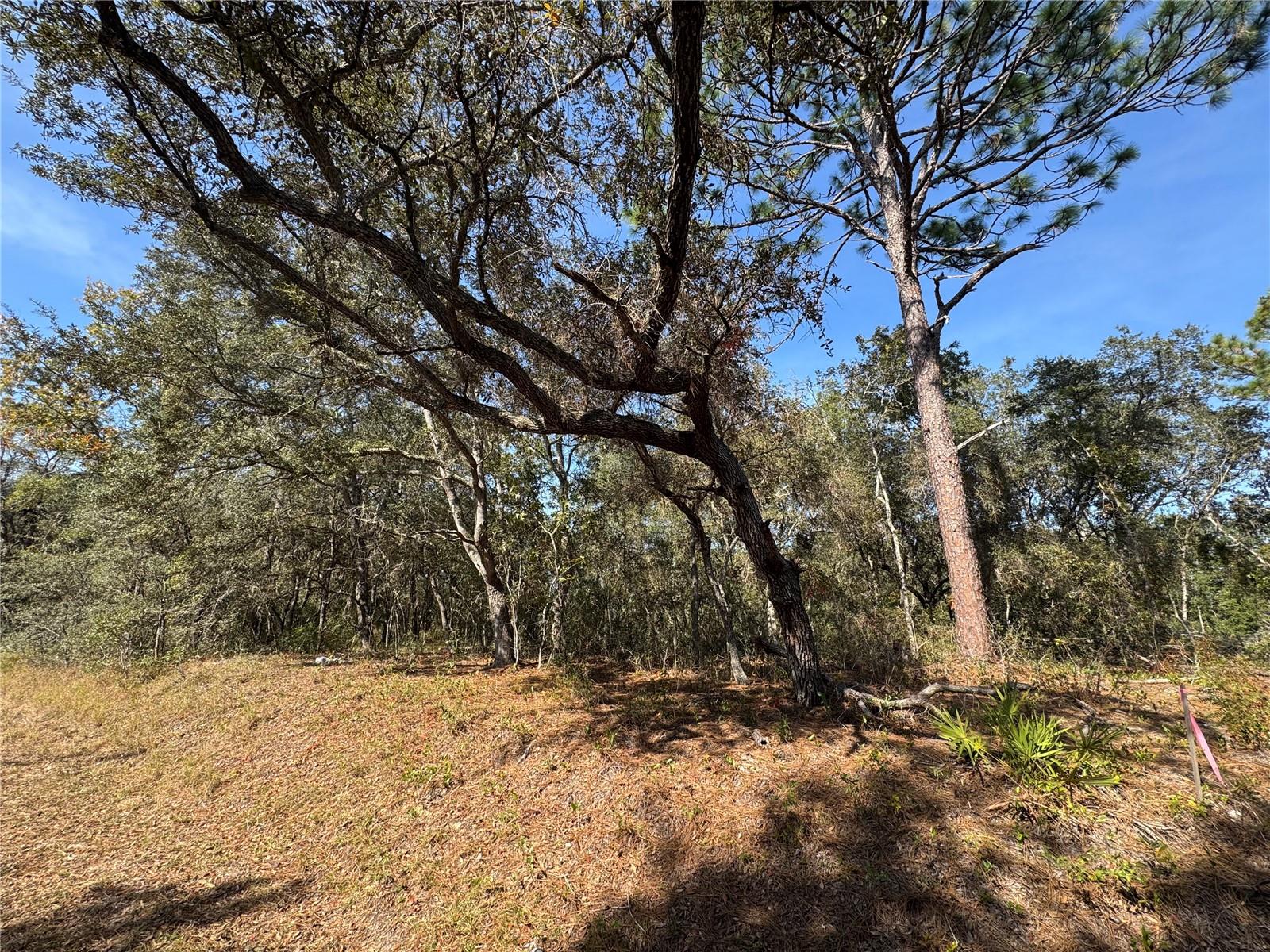 SE 115 PLACE RD, OCKLAWAHA, FL