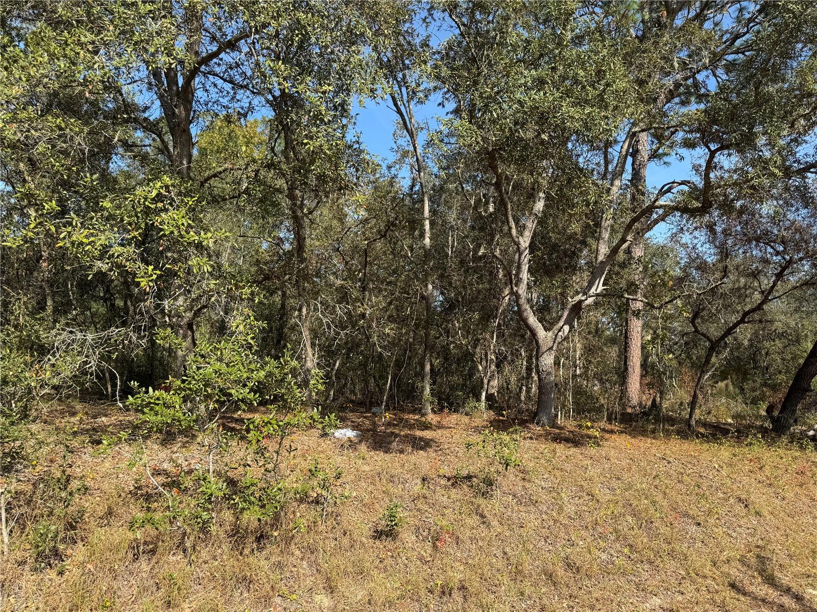 SE 115 PLACE RD, OCKLAWAHA, FL — photo 3